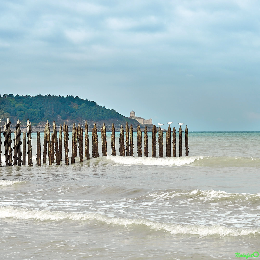 Baie de la Fresnaye coquillages et crustacés... Nalofoto