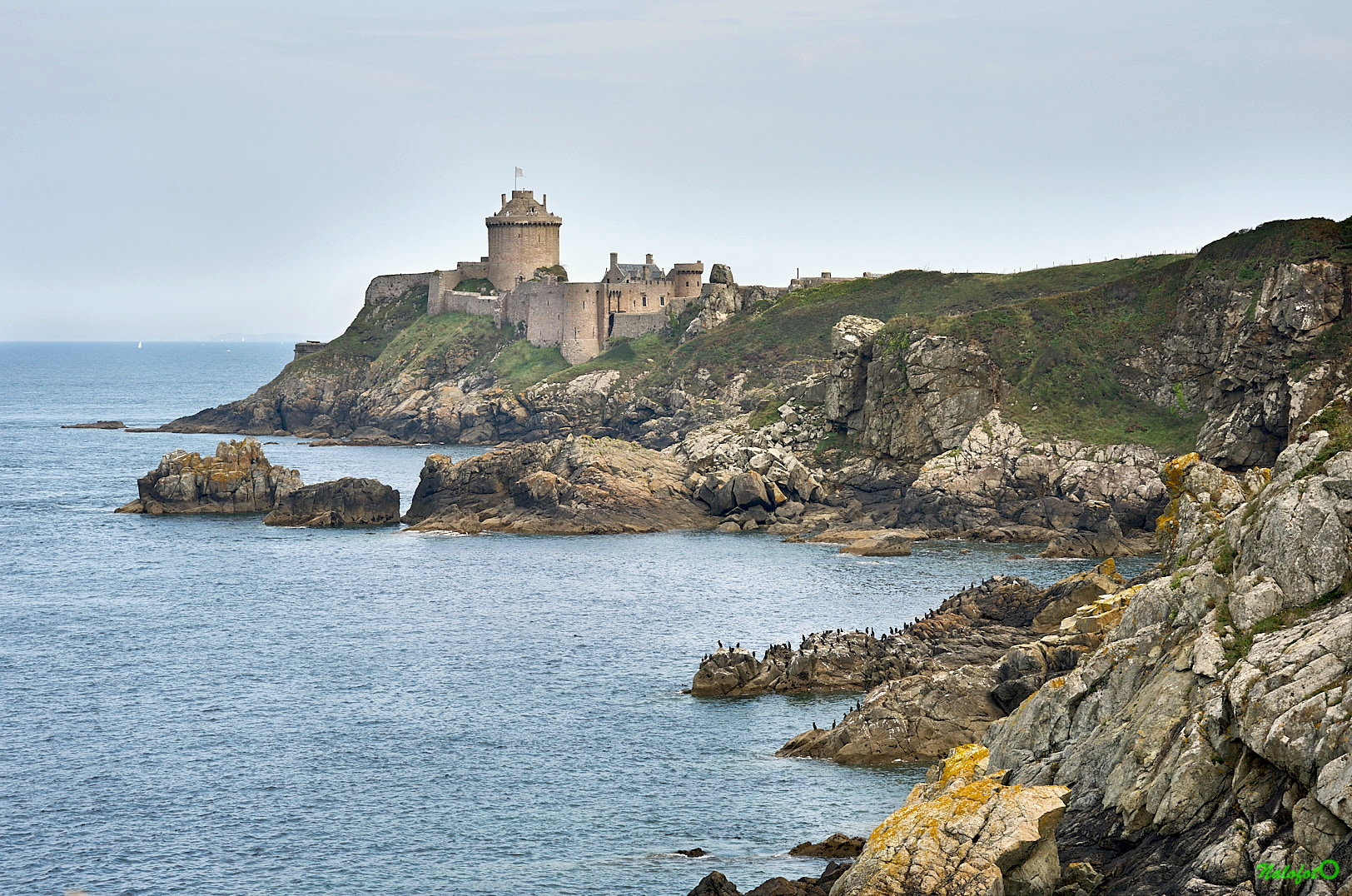 nature bretonne - Cormorans au Fort la Latte - la Roche Goyon
