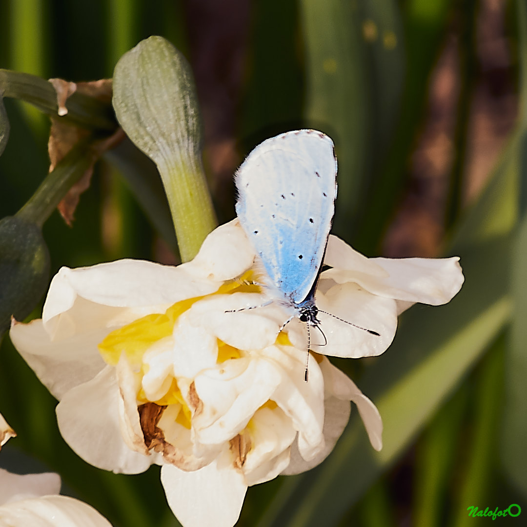 L'instant nature - Petit papillon bleu Argus bleu céleste sur fleur de jacinthe dans le jardin de Kernalo