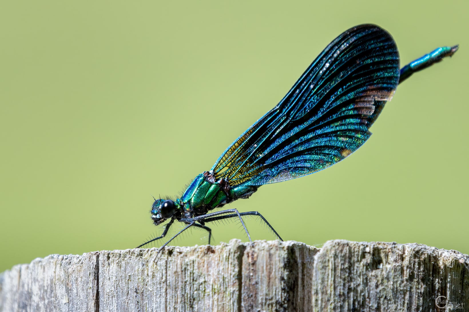 Petite libellule bleu