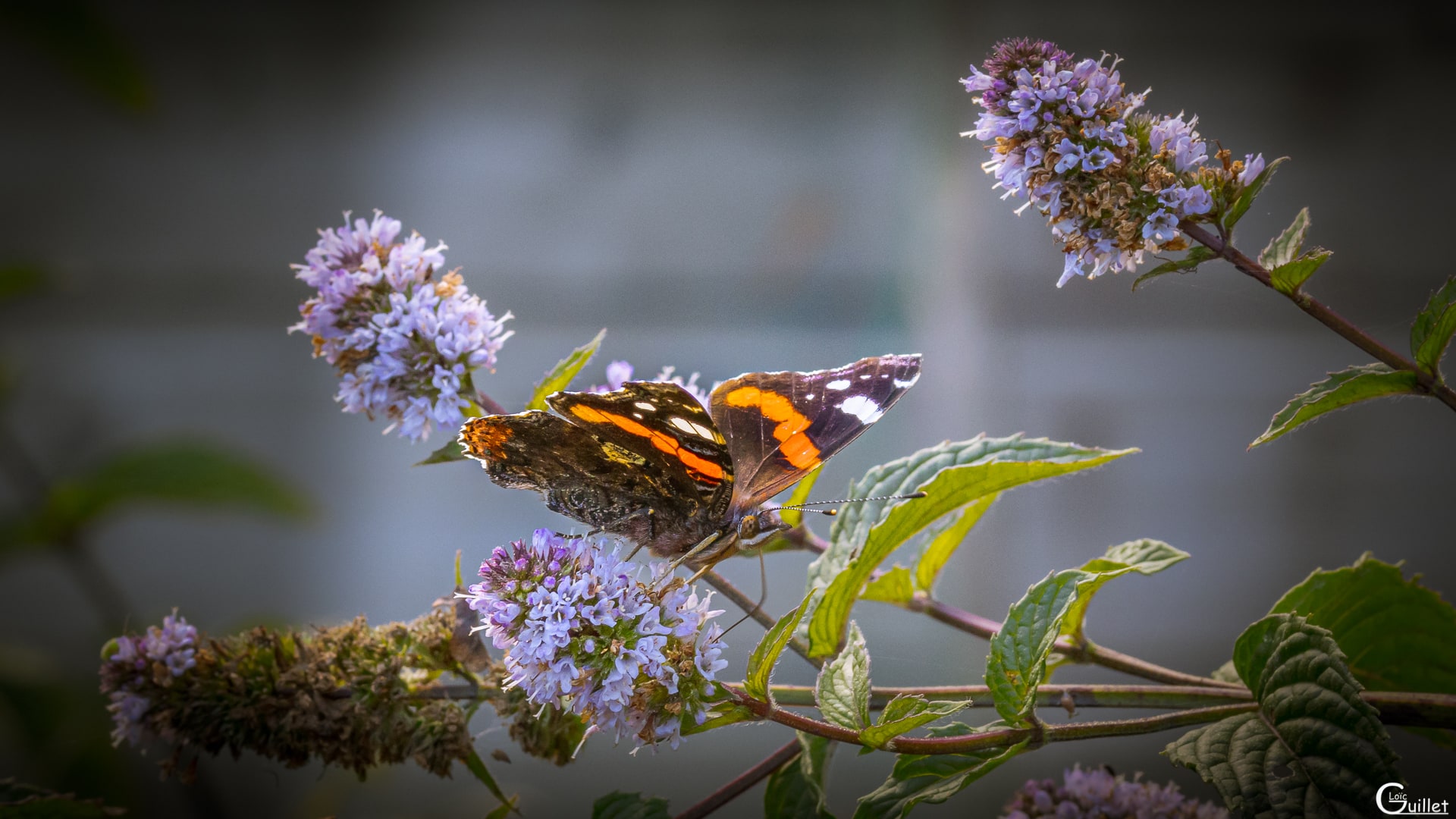Papillon Vulcain sur les fleurs de menthe poivrée