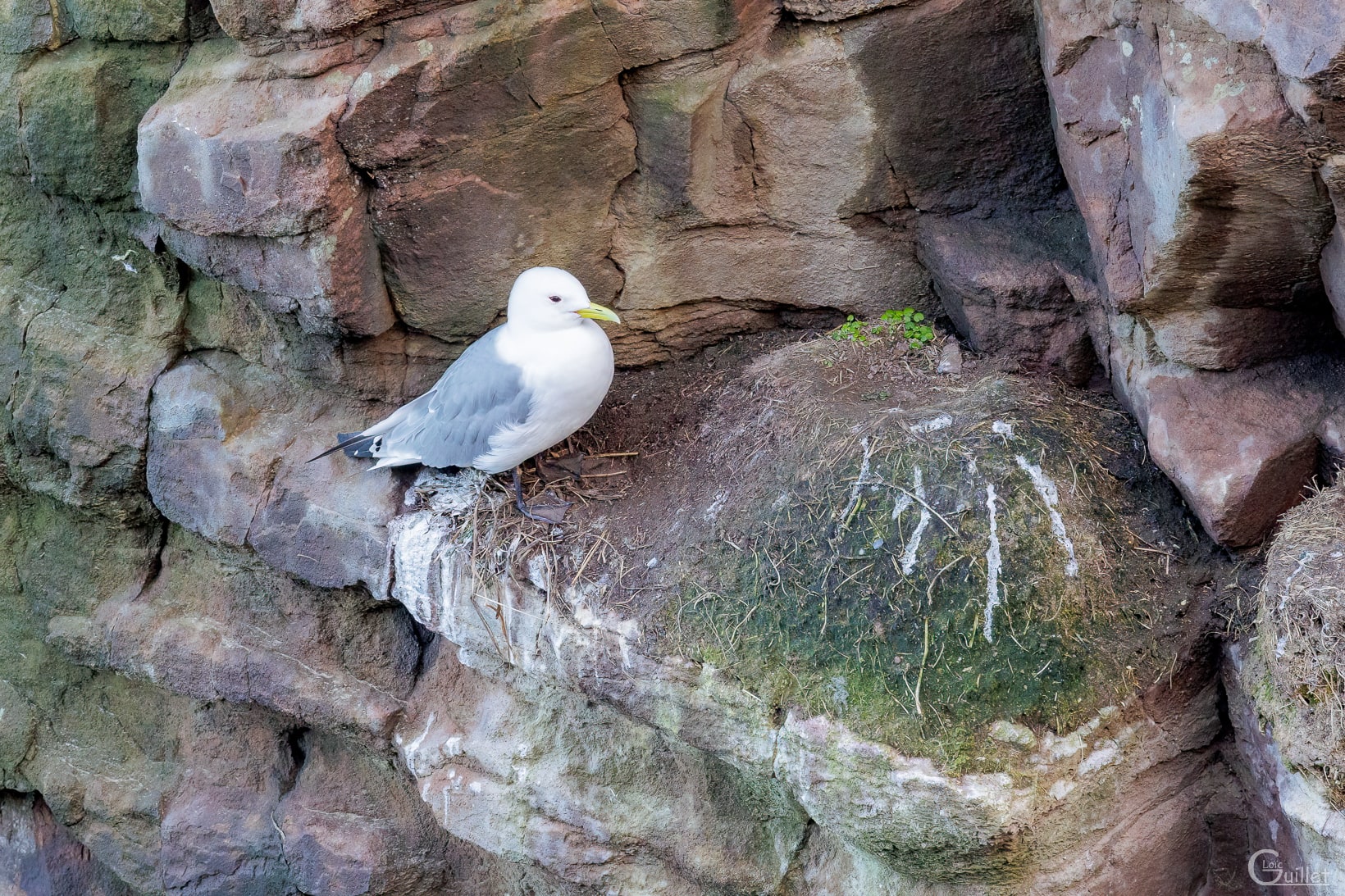 Mouette Tridactyle