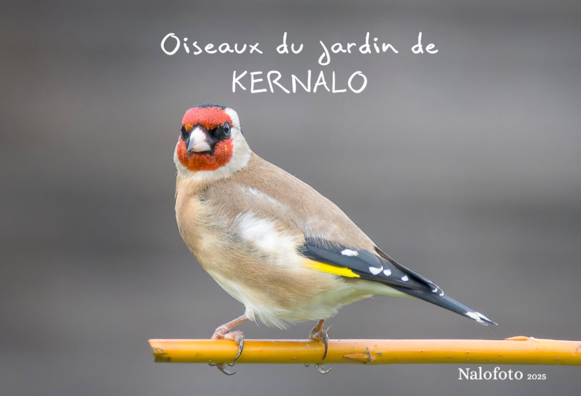 Oiseaux de Kernalo